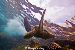 Frolic. A green sea turtle frolics in the surf while fora... by Douglas Klug 